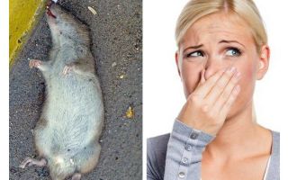 Jak se zbavit pachu mrtvé krysy pod podlahou