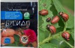 Отстраняване на картофено бръмбар Bushido Colorado: инструкции за употреба, ефективност, рецензии