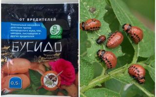 Bushido Colorado patates böceği için çare: kullanım, etkinlik, yorumlar için talimatlar