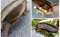 Beetle gândac