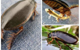 Kumbang Beetle