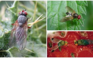 Làm thế nào để đối phó với một con ruồi đỏ thẫm