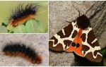 Beskrivning och foto caterpillar dipper Kaya