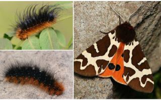 Descrizione e foto caterpillar dipper Kaya