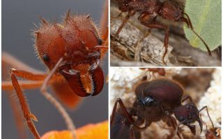 Karıncalar yaprak kesiciler
