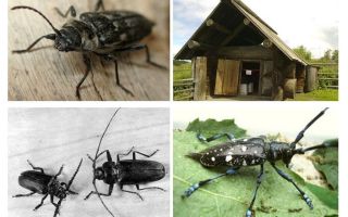 Beetle woodcutter foto och beskrivning