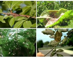كيف تتخلص من حشرات المن في الاشجار
