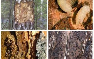 Bagaimana menangani kumbang kulit kayu di rumah kayu