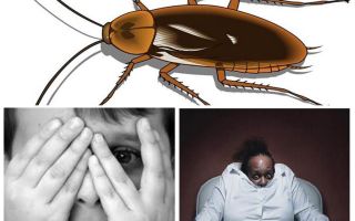 Perché la gente ha paura degli scarafaggi