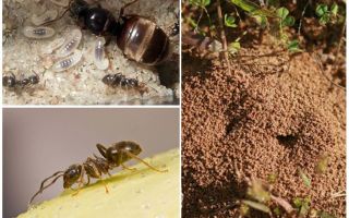 Zahradní černí mravenci
