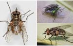Descrição e foto da mosca voar zhigalki