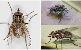 Descrizione e foto della mosca vola zhigalki