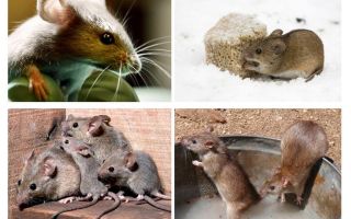 Informații interesante despre șoareci
