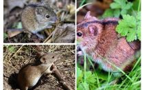 Șoarecii de câmp