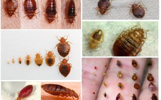 การป้องกันจาก bedbugs ที่บ้าน