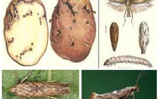 Potato moth - maatregelen voor opslagbeheersing