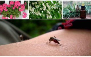 Jak se vypořádat s komáry v bytě nebo domě