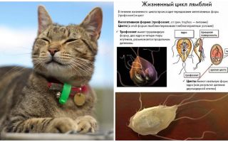 อาการและการรักษา Giardia ในแมว