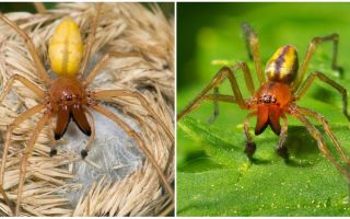 Descrierea și fotografia păianjenului Sak (Heiracantium)