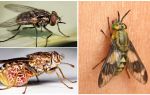 Các loại ruồi có hình ảnh và mô tả