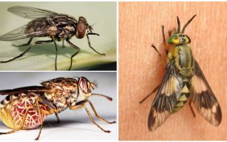 Varietà di mosche con foto e descrizioni