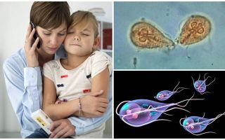 كيفية علاج Giardia في الأطفال من قبل الدكتور Komarovsky
