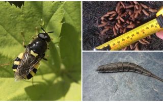 Černé mušky mouchy a jeho larvy