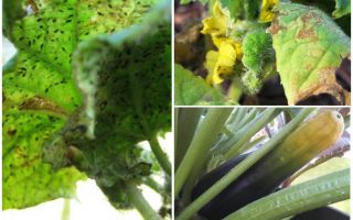 Hoe zich te ontdoen van bladluizen op courgette