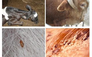 Tratamentul păduchilor la vaci și viței