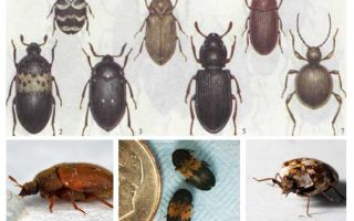 Bagaimana untuk menghilangkan kumbang kozheed di apartmen
