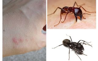 Punture di formica