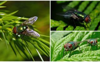 Descrizione e foto della mosca carrion verde