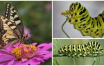 Mô tả và hình ảnh của con sâu bướm của bướm Machaon