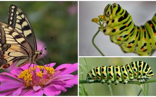 Beskrivning och foto av Caterpillar av Machaon fjärilen