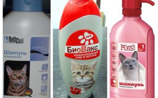 Shampoo pulci per gattini e gatti