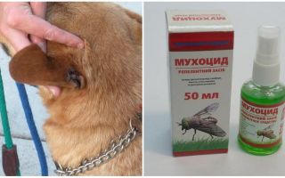 Làm thế nào và những gì để điều trị tai của một con chó từ ruồi