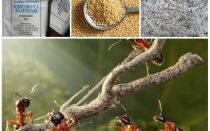 القتال النمل في العلاجات الشعبية حديقة مؤامرة