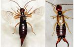 Insekter earwigs: bilder, beskrivning, än farligt