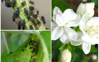 Hoe zich te ontdoen van bladluizen op jasmijn