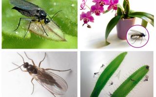 Hoe zich te ontdoen van schimmelmuggen (sciarid)