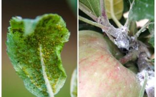 Hoe zich te ontdoen van bladluizen op appelbomen