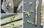 Larvas de bardana - onde encontrá-lo