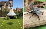Armadilhas caseiras para moscas e moscas