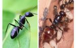Quanto uma formiga mora?