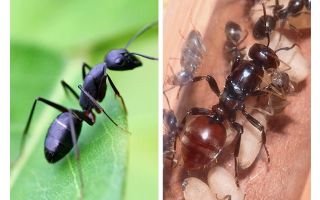 كم تعيش النملة؟