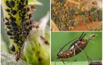 Hur förekommer bladlus på växter