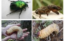 Jaký je rozdíl mezi larvami medvěda a květnatým broukem