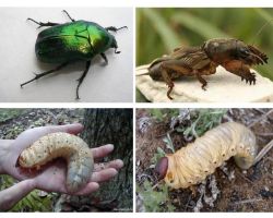 Jaký je rozdíl mezi larvami medvěda a chrobáka