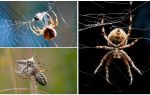 Khi con nhện dệt một trang web