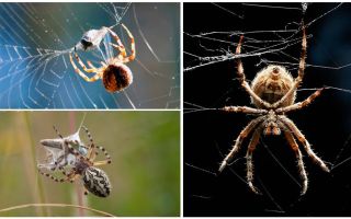 Som spindeln väver en web